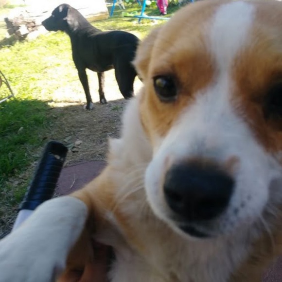 Meet your Posher, Jasmin - Picture 1 of 1